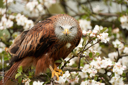 Close-up of a Red kite, sits on a fruit tree with white blossom. A lake in the background. Bird of prey looks straight into the camera photo