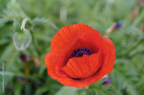 red poppy flower on blurry green background with green buds. High quality photo