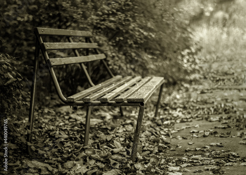 bench in the park