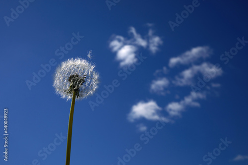 A white fluffy dandelion on blue sky. A round head of a summer plant. The concept of freedom  dreams of the future