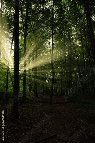 Wallpaper Mural The rays of the setting sun penetrate through the dense crowns of trees in the rainforest. High air humidity. Light haze among the trees. Summer forest landscape. Torontodigital.ca