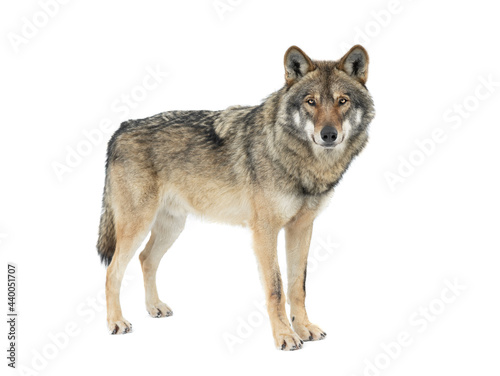 gray wolf isolated on white background photo