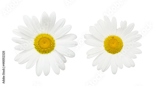 daisies white background