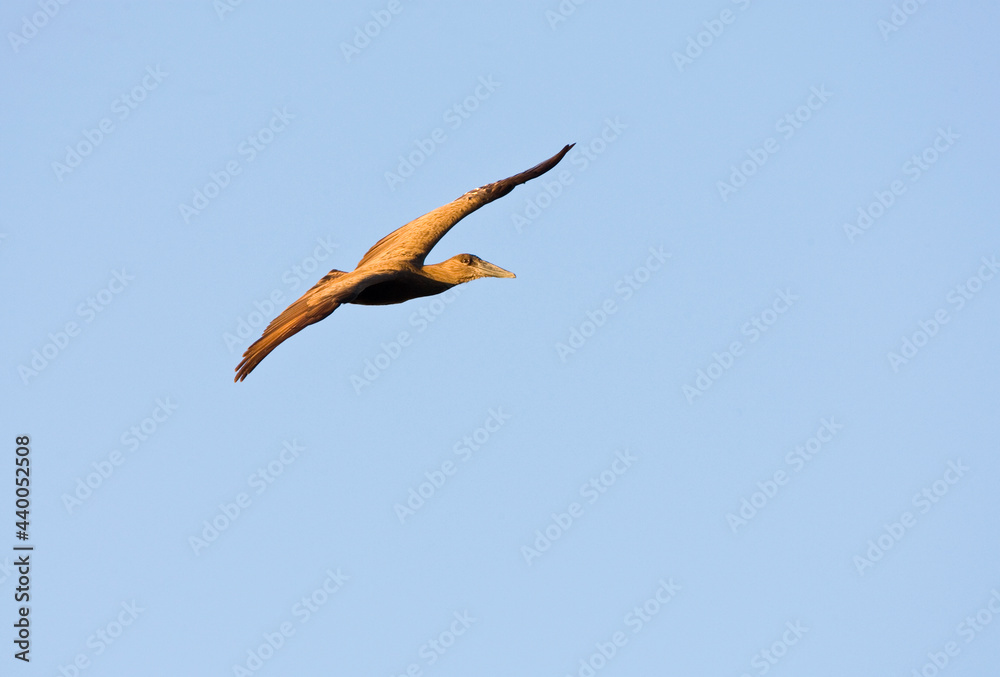 Obraz premium Hamerkop, Hamerkop, Scopus umbretta