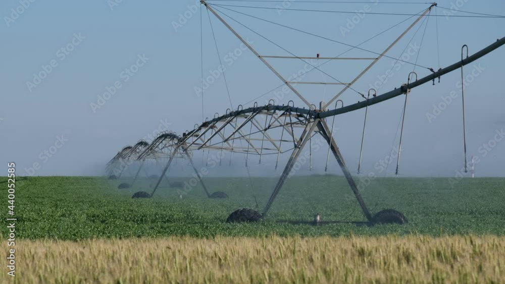 Pea and wheat field in spring with irrigation system for water supply ...