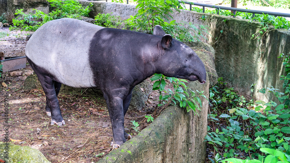 Tapir among the green trees at the zoo. Tapir among the green trees at the zoo.
