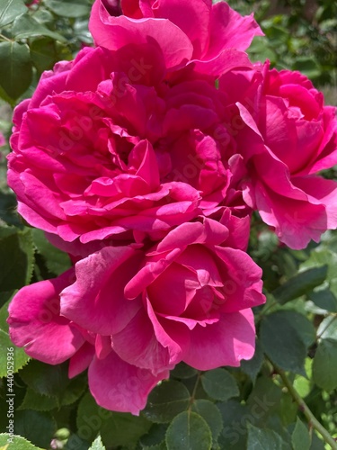pink rose bush petals bouquet 