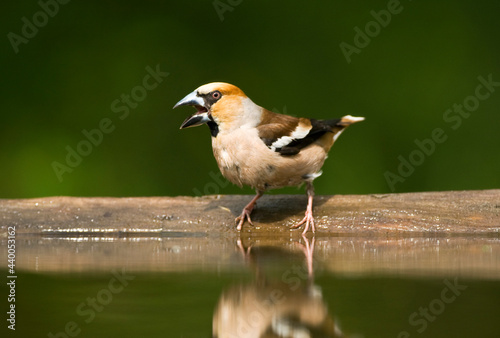 Appelvink, Hawfinch, Coccothraustes Coccothraustes