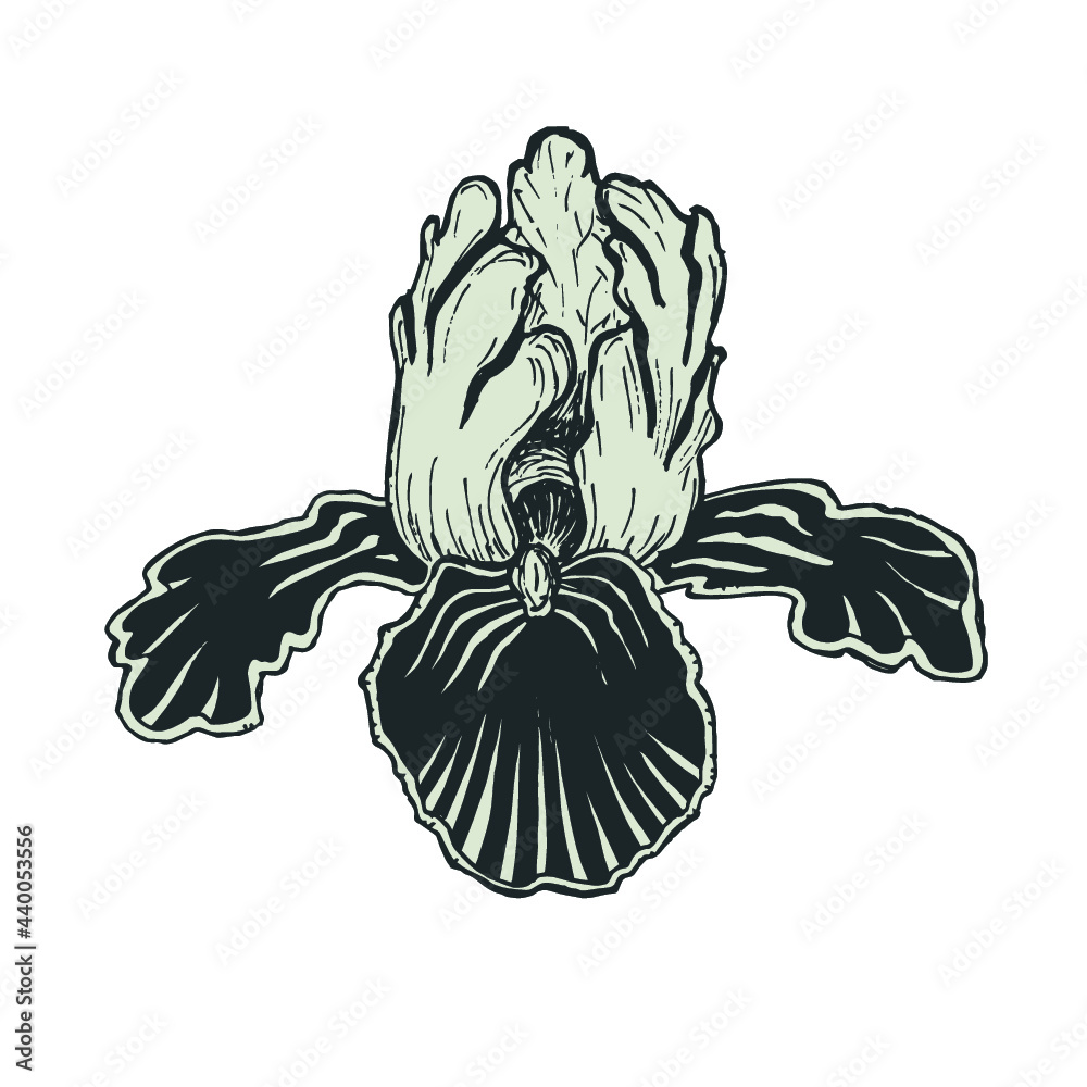 Handmade botanical drawing of iris flower black and white outline for cosmetics, decorative use Handmade botanical drawing of iris flower black and white outline for cosmetics, decorative use