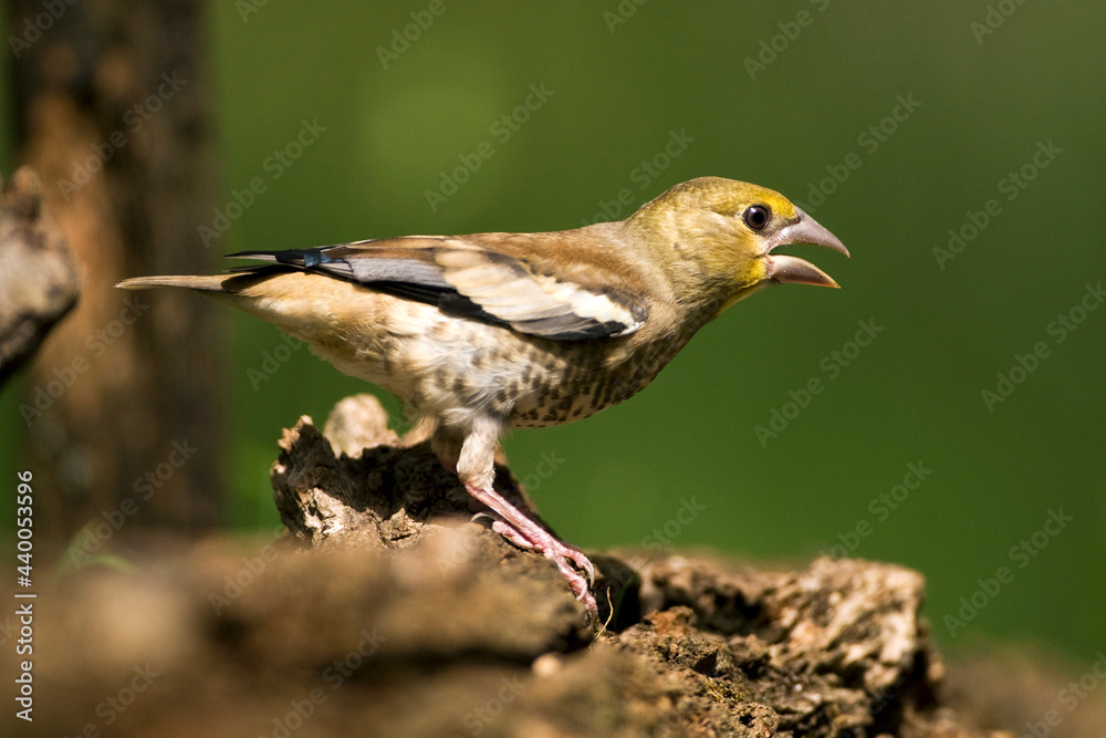 Appelvink, Hawfinch, Coccothraustes coccothraustes Appelvink, Hawfinch, Coccothraustes coccothraustes