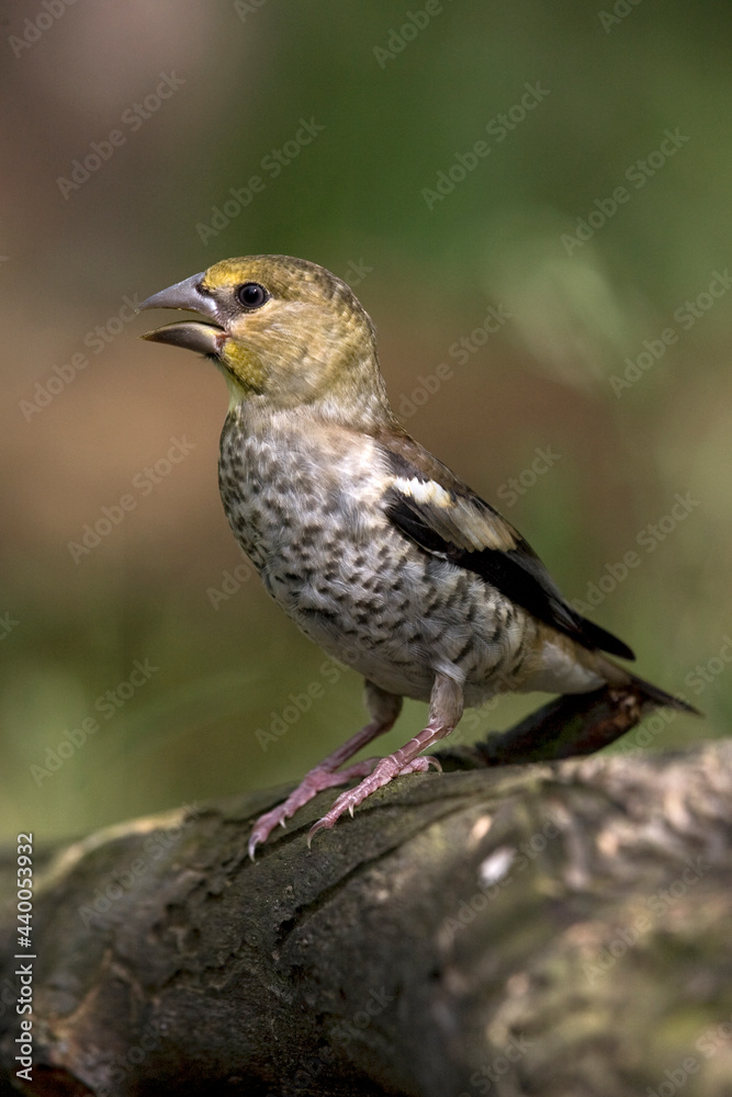 Appelvink, Hawfinch, Coccothraustes coccothraustes Appelvink, Hawfinch, Coccothraustes coccothraustes