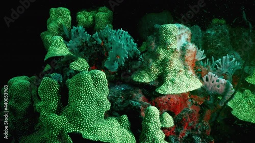Night shot: seascape under ultraviolet light with fluorescent coral in coral reef of Caribbean Sea, Curacao photo