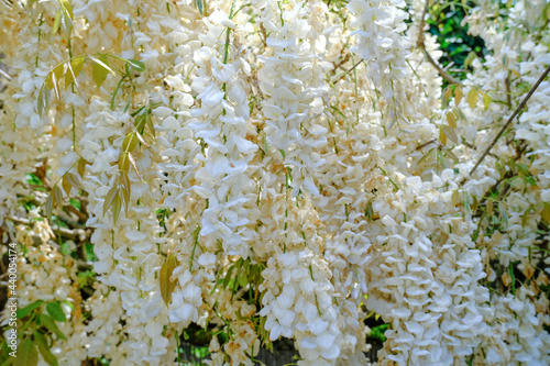 White wisteria flowers close-up in the garden. Floral natural background