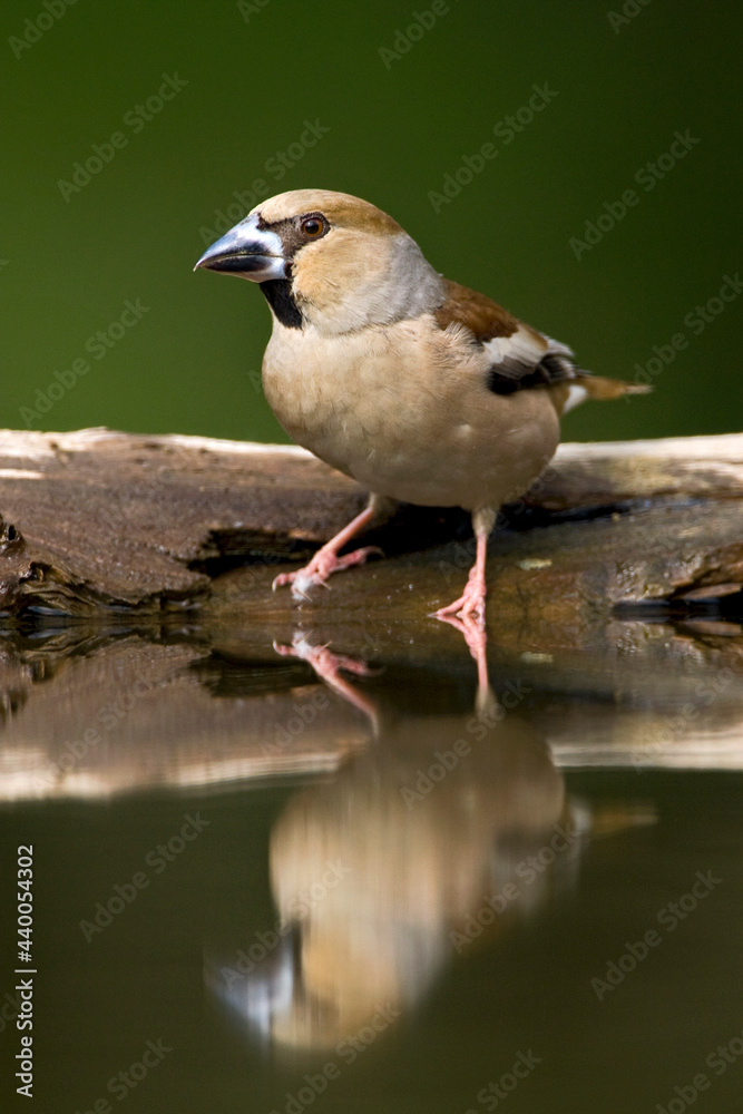 Appelvink, Hawfinch, Coccothraustes coccothraustes Appelvink, Hawfinch, Coccothraustes coccothraustes