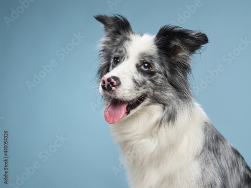 funny emotional dog, border collie on a blue background. pet smiles © annaav