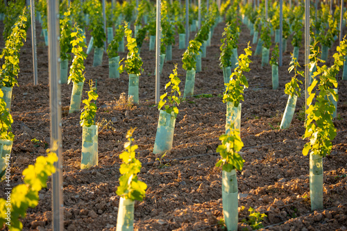 Jeune cèpe de vigne, plantation dans un vignoble pour les récolte future du vin.