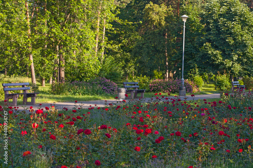 park alley with benches, surrounded with beautiful roses flower beds, Peremogy Park , Kyiv, Ukraine photo