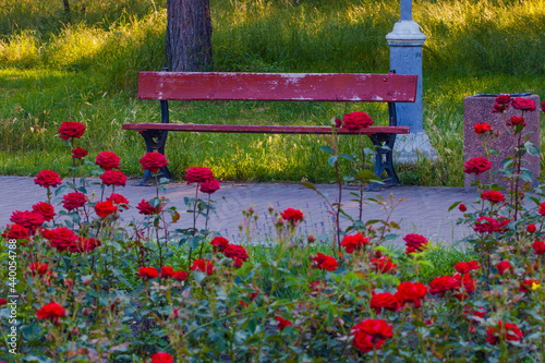 park alley with benches, surrounded with beautiful roses flower beds, Peremogy Park , Kyiv, Ukraine photo