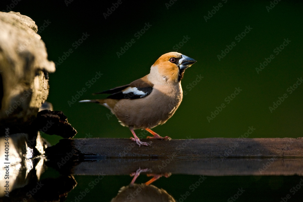 Appelvink, Hawfinch, Coccothraustes coccothraustes Appelvink, Hawfinch, Coccothraustes coccothraustes