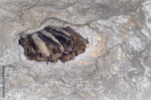 Photography Brandt's bat (Myotis brandtii)