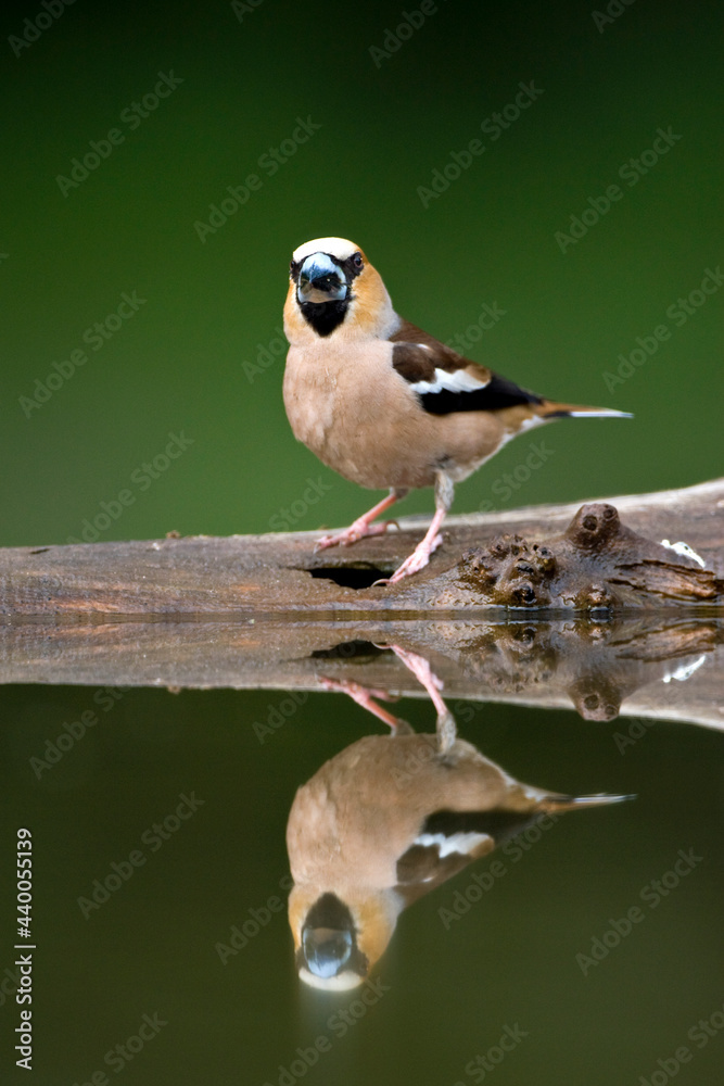 Obraz premium Appelvink, Hawfinch, Coccothraustes coccothraustes
