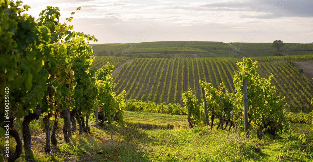 Paysage de vigne au soleil dans les coteaux du Layon en Anjou.