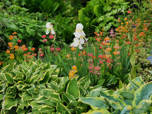 Canvas Print Herbaceous border with hostas, white irises and other perennial plants