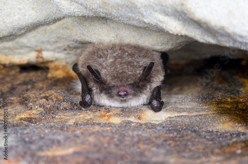 Obraz na płótnie Daubenton's bat 