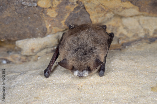 Brandt's bat (Myotis brandtii) with WNS (white nose syndrome)