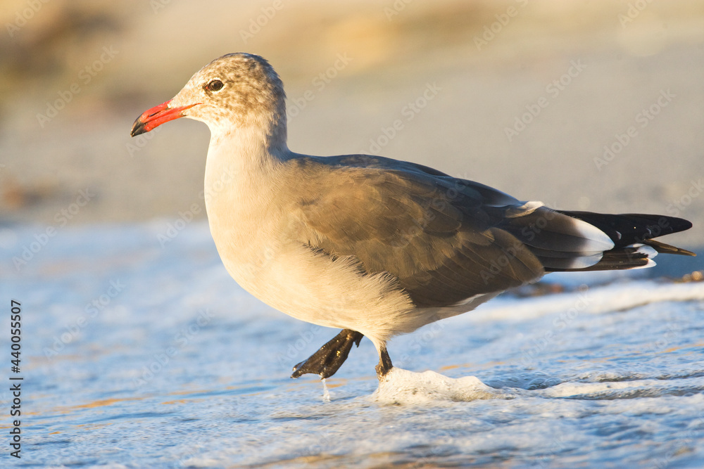 Heermann-meeuw, Heermanns Gull, Larus heermanni Heermann-meeuw, Heermanns Gull, Larus heermanni