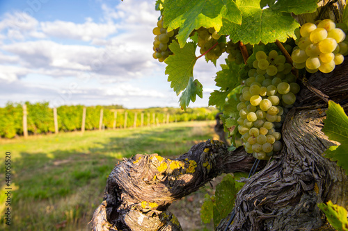 Grappe de raisin blanc dans les vignes avant les vendanges. photo