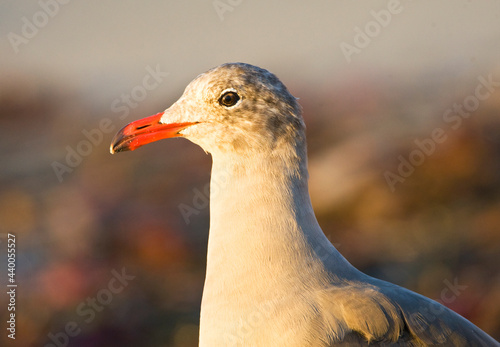 Heermann-meeuw, Heermanns Gull, Larus heermanni photo