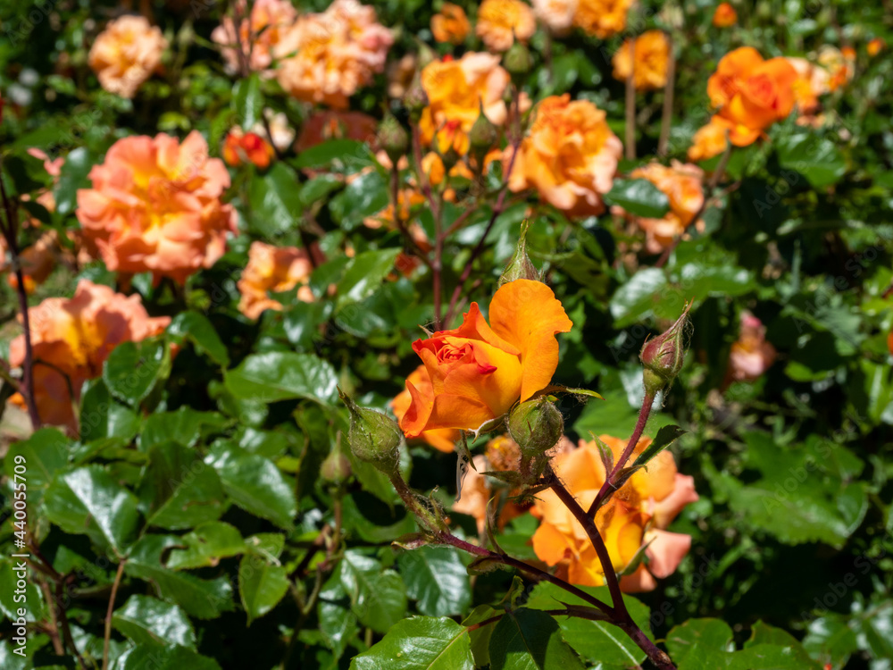 Beautiful orange rose in the park.