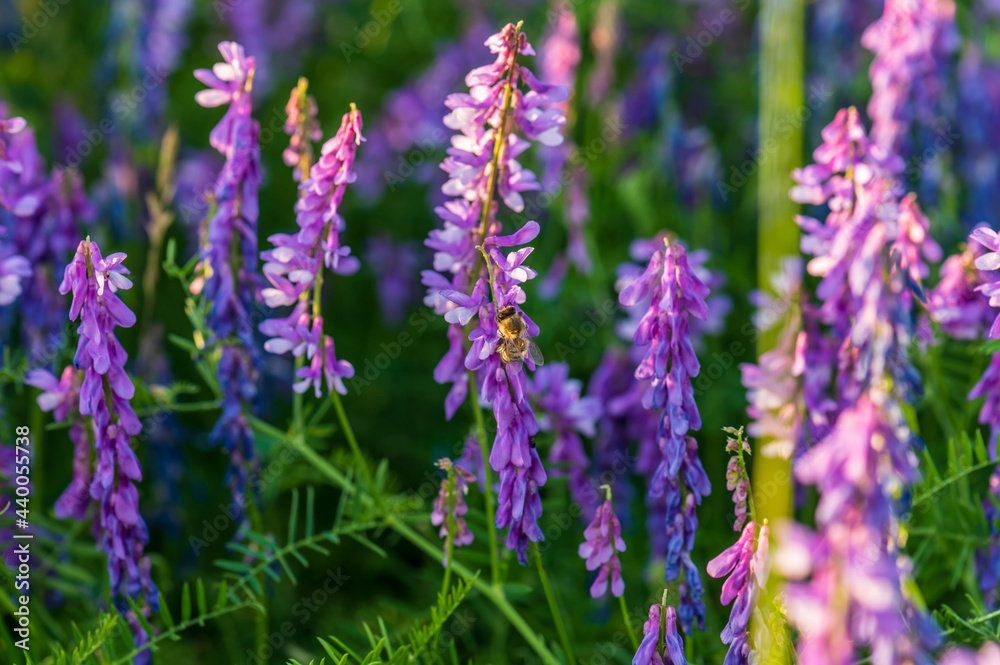 Fototapeta premium bee on purple flowers in a meadow