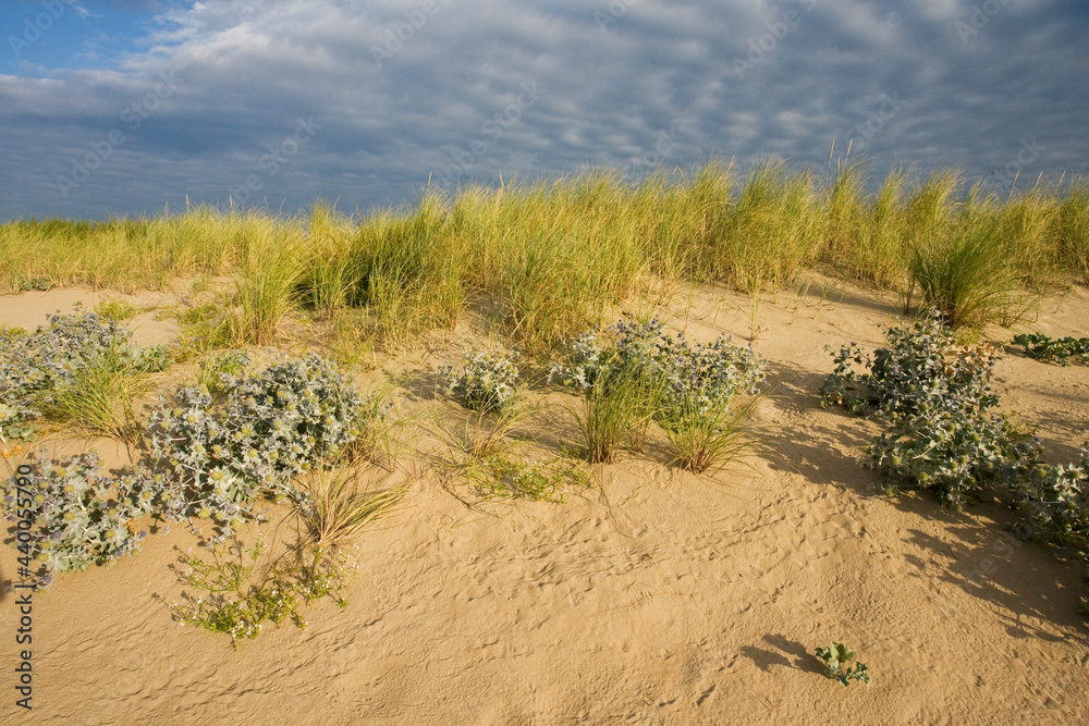 Blauwe Zeedistel, Sea Holly, Eryngium maritimum Blauwe Zeedistel, Sea Holly, Eryngium maritimum