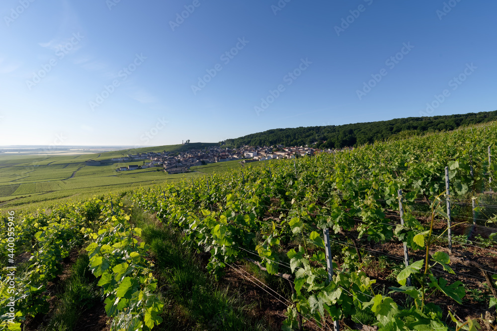 Vineyards in the hills of the Reims mountain regional nature park. Verzenay village