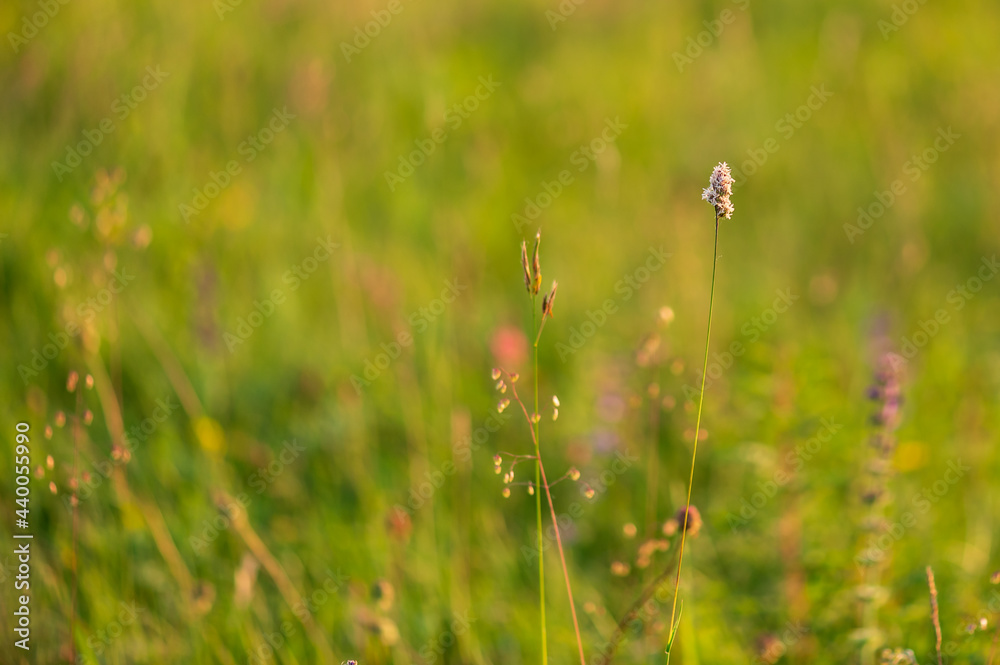 summer meadow, shallow depth of field summer meadow, shallow depth of field