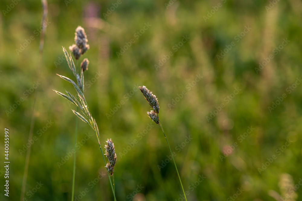 summer meadow, shallow depth of field
