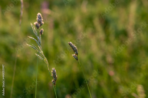 summer meadow, shallow depth of field © Dirk