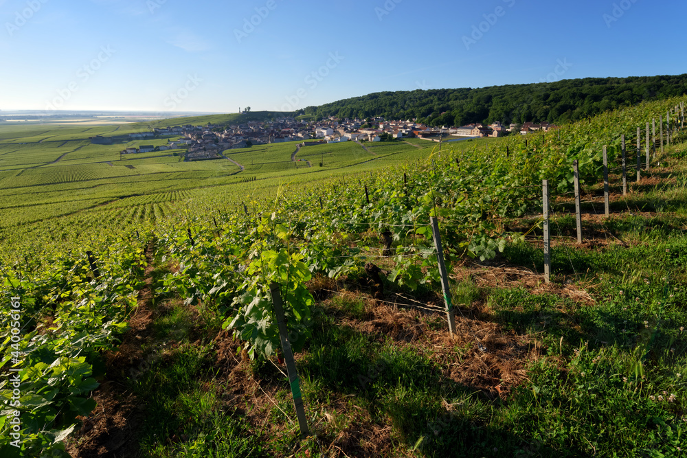Vineyard in the Reims mountain Regional Nature Park. Verzenay village
