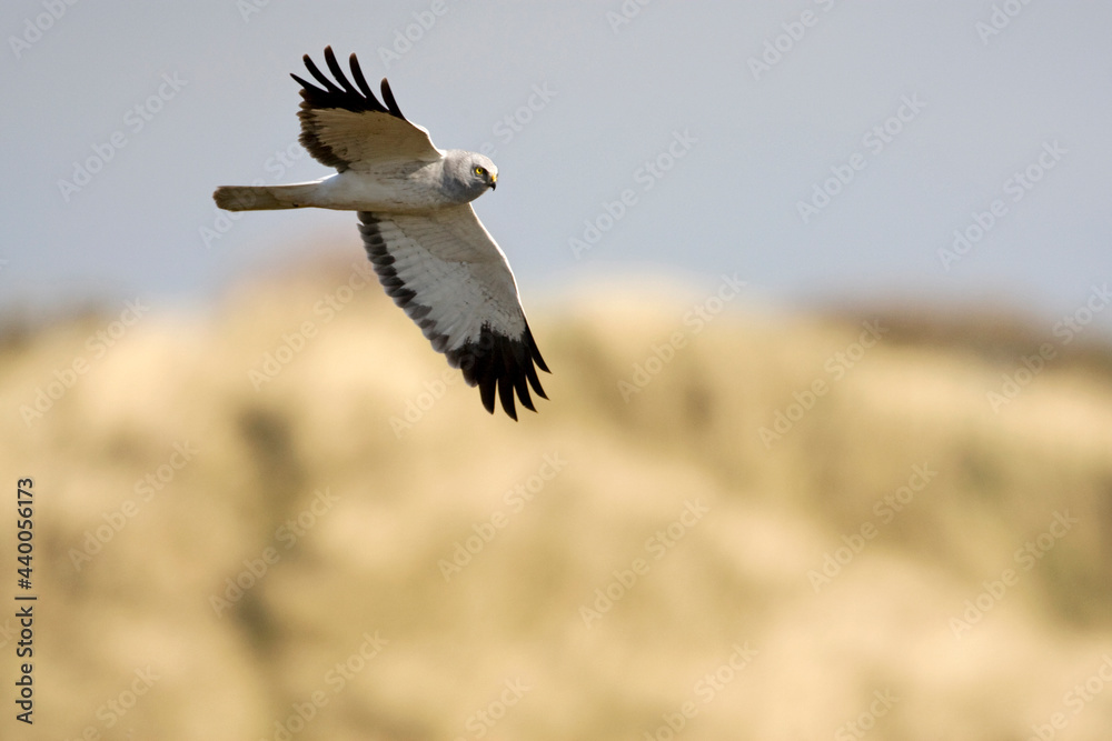 Blauwe Kiekendief, Hen Harrier, Circus cyaneus Blauwe Kiekendief, Hen Harrier, Circus cyaneus
