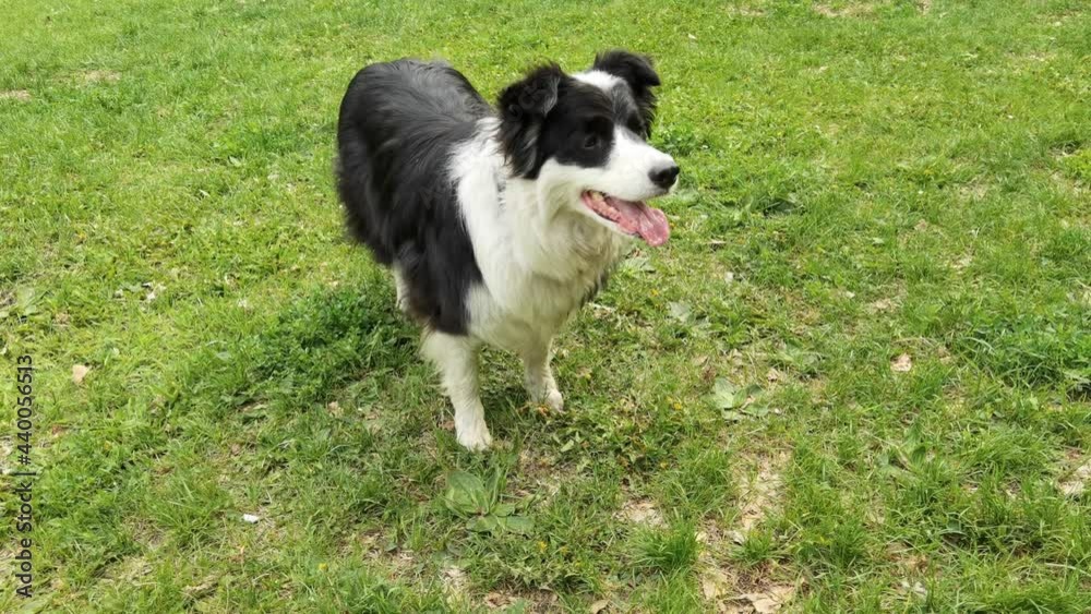 Happy border collie at green grass. Dog training. Play game outdoor. Black dog active. Park competition. Playful pet Happy border collie at green grass. Dog training. Play game outdoor. Black dog active. Park competition. Playful pet