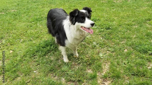 Happy border collie at green grass. Dog training. Play game outdoor. Black dog active. Park competition. Playful pet