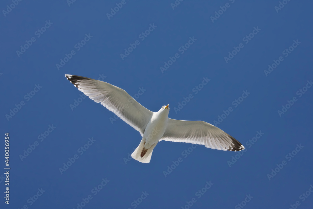 Obraz premium Zilvermeeuw, Herring Gull, Larus argentatus