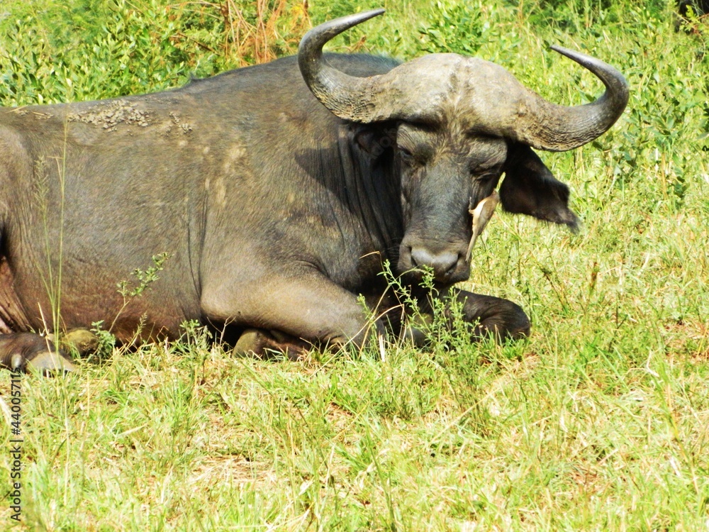 Buffalo in the Game Reserve