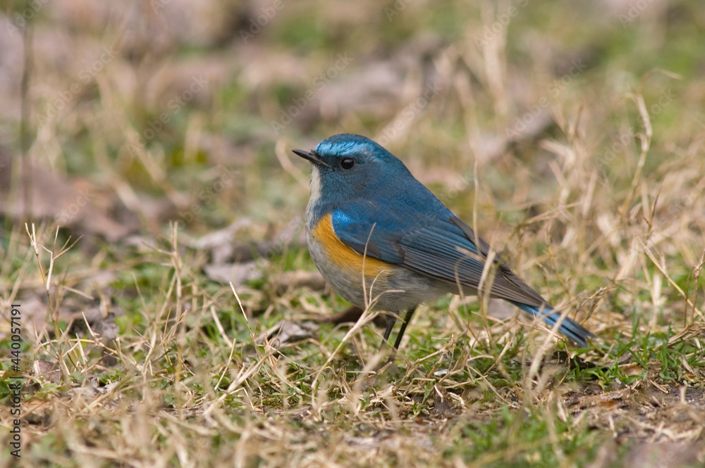 Fototapeta premium Himalayan Red-flanked Bluetail, Himalaya Blauwstaart, Tarsiger rufilatus