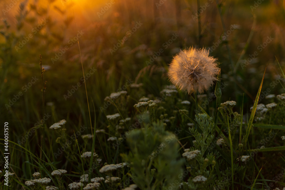 dandelion in the grass in the backlight in the middle of the field
