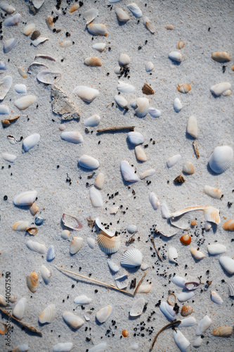 Fullframe photo of the seashells on the coast of Atlantic Ocean