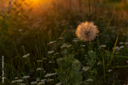 dandelion in the grass in the backlight in the middle of the field