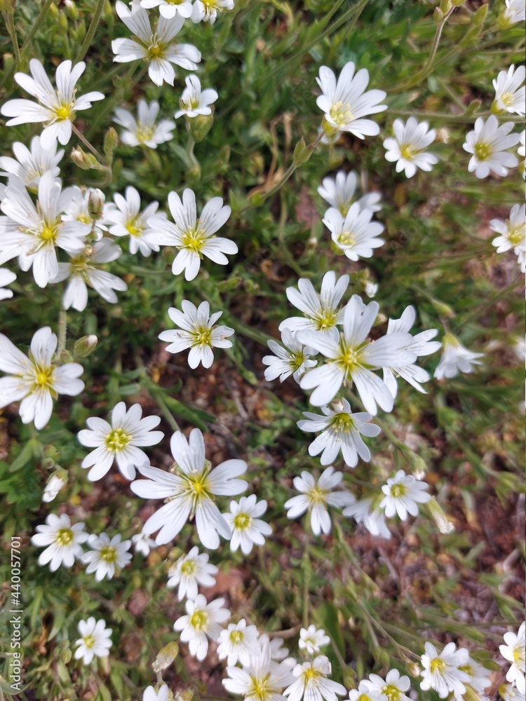 Obraz premium Cerastium fontanum, also called&nbsp;mouse-ear chickweed,&nbsp;common mouse-ear, or&nbsp;starweed